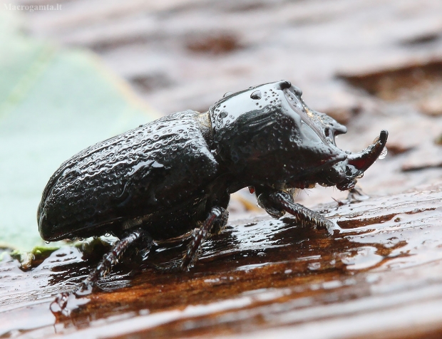 Cilindriškasis elniavabalis - Sinodendron cylindricum ♂ | Fotografijos autorius : Vytautas Gluoksnis | © Macrogamta.lt | Šis tinklapis priklauso bendruomenei kuri domisi makro fotografija ir fotografuoja gyvąjį makro pasaulį.