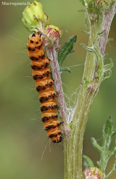 Cinnabar moth - Tyria jacobaeae, caterpillar | Fotografijos autorius : Gintautas Steiblys | © Macronature.eu | Macro photography web site