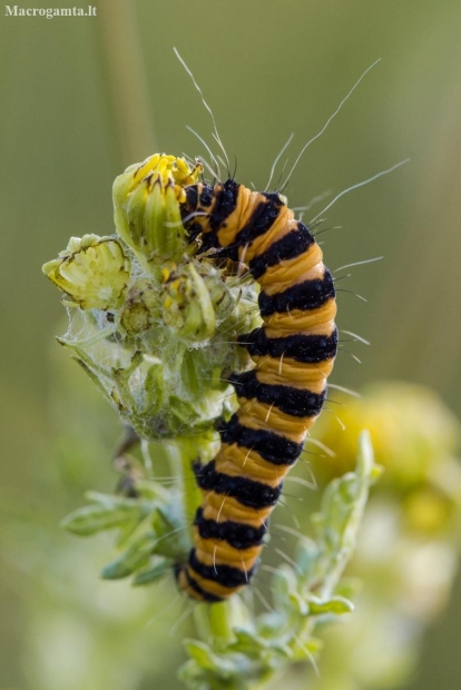 Cinnabar moth - Tyria jacobaeae, caterpillar | Fotografijos autorius : Eglė Vičiuvienė | © Macronature.eu | Macro photography web site