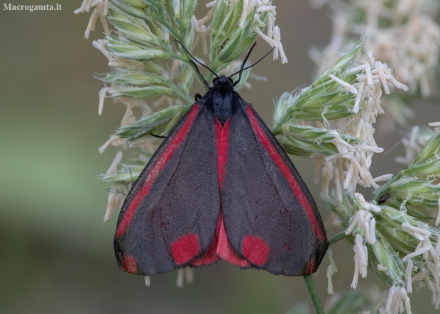 Cinnabar moth - Tyria jacobaeae | Fotografijos autorius : Žilvinas Pūtys | © Macronature.eu | Macro photography web site