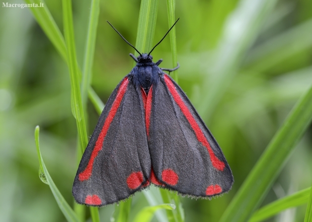 Cinnabar moth - Tyria jacobaeae | Fotografijos autorius : Kazimieras Martinaitis | © Macronature.eu | Macro photography web site
