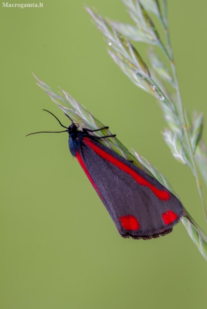 Cinnabar moth - Tyria jacobaeae | Fotografijos autorius : Eglė Vičiuvienė | © Macronature.eu | Macro photography web site