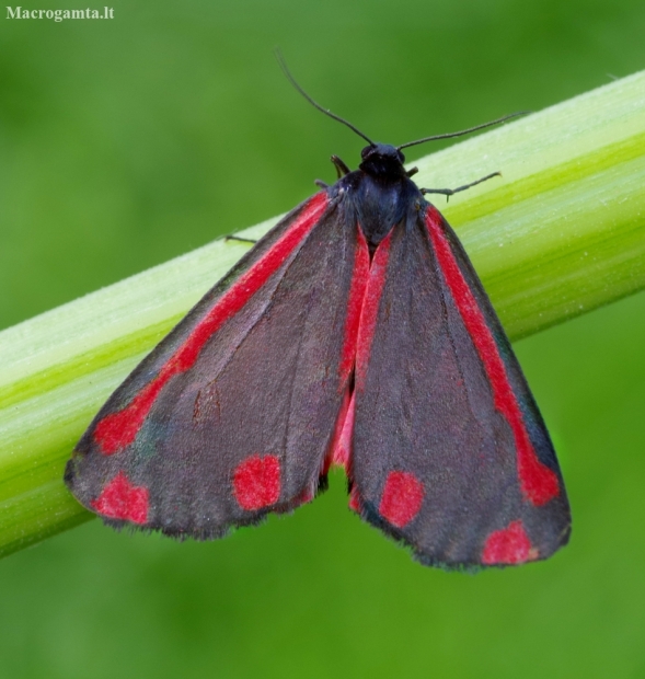 Cinnabar moth - Tyria jacobaeae | Fotografijos autorius : Romas Ferenca | © Macronature.eu | Macro photography web site