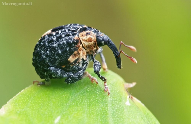 Dumbleninis straubliukas - Cionus tuberculosus | Fotografijos autorius : Gintautas Steiblys | © Macrogamta.lt | Šis tinklapis priklauso bendruomenei kuri domisi makro fotografija ir fotografuoja gyvąjį makro pasaulį.