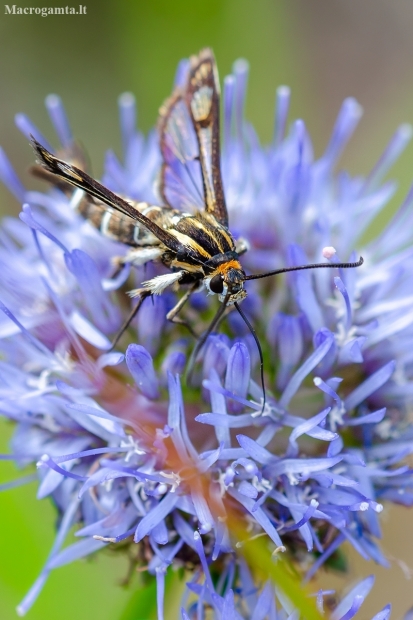 Clearwing moth | Pyropteron triannuliformis | Fotografijos autorius : Darius Baužys | © Macronature.eu | Macro photography web site