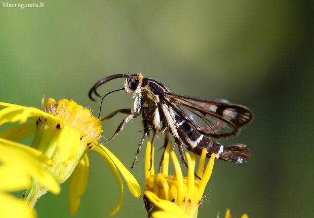 Clearwing moth - Pyropteron triannuliformis | Fotografijos autorius : Žydrūnas Daunoravičius | © Macronature.eu | Macro photography web site