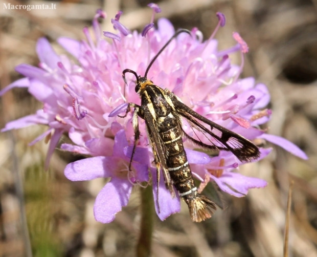 Clearwing moth - Pyropteron triannuliformis | Fotografijos autorius : Vytautas Tamutis | © Macronature.eu | Macro photography web site