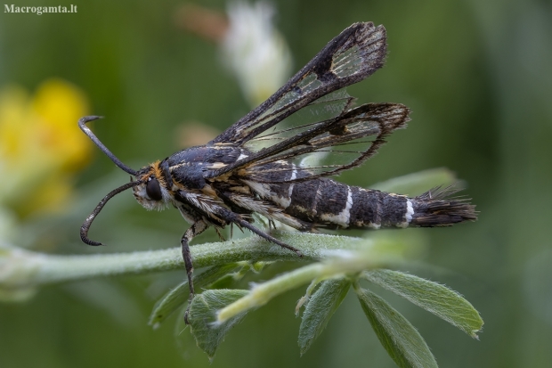 Clearwing moth - Pyropteron triannuliformis | Fotografijos autorius : Žilvinas Pūtys | © Macronature.eu | Macro photography web site