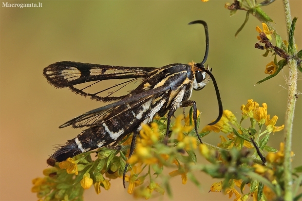 Clearwing moth - Pyropteron triannuliformis | Fotografijos autorius : Gintautas Steiblys | © Macronature.eu | Macro photography web site