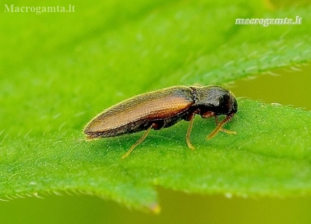 Click Beetle - Adrastus pallens | Fotografijos autorius : Romas Ferenca | © Macronature.eu | Macro photography web site