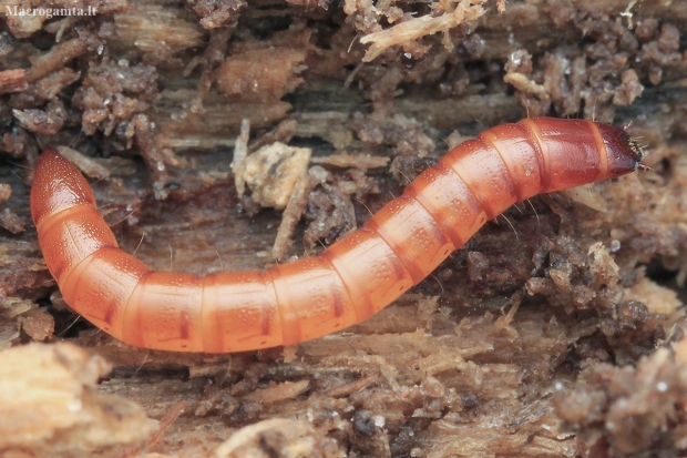 Click beetle - Ampedus sp., larva | Fotografijos autorius : Gintautas Steiblys | © Macronature.eu | Macro photography web site