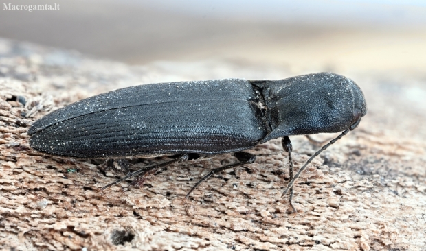 Click Beetle - Ectinus aterrimus  | Fotografijos autorius : Kazimieras Martinaitis | © Macronature.eu | Macro photography web site