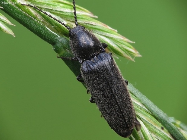 Click Beetle - Hemicrepidius niger | Fotografijos autorius : Vidas Brazauskas | © Macronature.eu | Macro photography web site