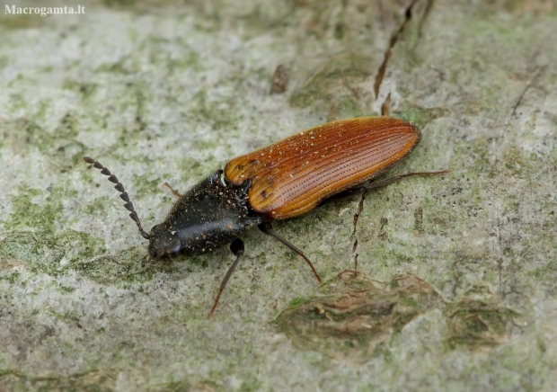 Click beetle - Ampedus nigroflavus | Fotografijos autorius : Romas Ferenca | © Macronature.eu | Macro photography web site