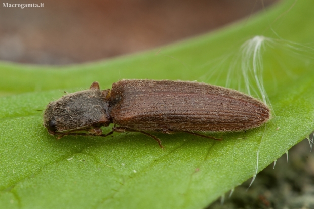 Click beetle - Athous subfuscus | Fotografijos autorius : Žilvinas Pūtys | © Macronature.eu | Macro photography web site