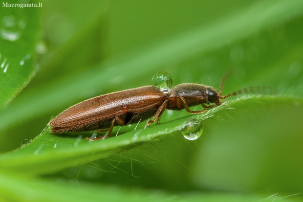 Click beetle - Athous subfuscus | Fotografijos autorius : Žilvinas Pūtys | © Macronature.eu | Macro photography web site