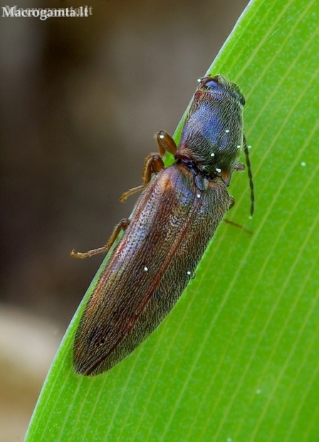 Click beetle - Athous subfuscus | Fotografijos autorius : Romas Ferenca | © Macrogamta.lt | Šis tinklapis priklauso bendruomenei kuri domisi makro fotografija ir fotografuoja gyvąjį makro pasaulį.