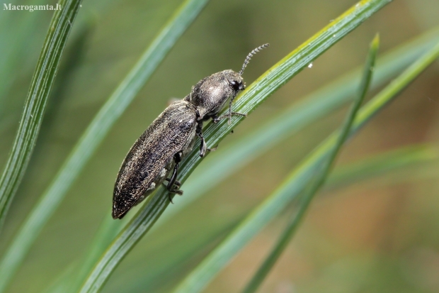 Click beetle - Cidnopus aeruginosus | Fotografijos autorius : Gintautas Steiblys | © Macronature.eu | Macro photography web site