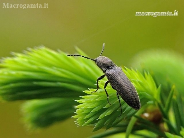Click beetle - Cidnopus aeruginosus | Fotografijos autorius : Darius Baužys | © Macronature.eu | Macro photography web site