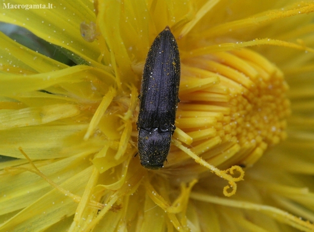 Click beetle - Cidnopus aeruginosus | Fotografijos autorius : Vytautas Gluoksnis | © Macronature.eu | Macro photography web site