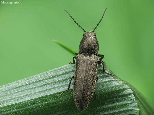 Click beetle - Cidnopus aeruginosus | Fotografijos autorius : Vidas Brazauskas | © Macronature.eu | Macro photography web site