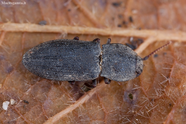 Click beetle - Agrypnus crenicollis | Fotografijos autorius : Žilvinas Pūtys | © Macronature.eu | Macro photography web site