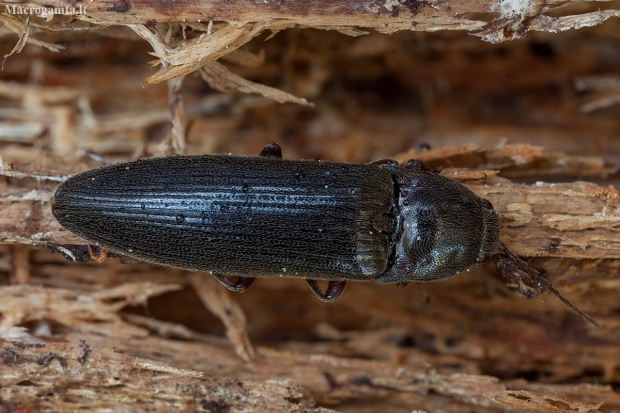 Click beetle - Melanotus cf. villosus ♀ | Fotografijos autorius : Žilvinas Pūtys | © Macronature.eu | Macro photography web site
