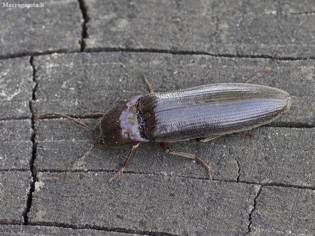 Click beetle - Melanotus villosus | Fotografijos autorius : Giedrius Markevičius | © Macronature.eu | Macro photography web site