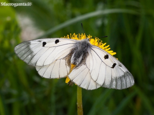 Juodasis apolonas - Parnassius mnemosyne | Fotografijos autorius : Žilvinas Pūtys | © Macronature.eu | Macro photography web site