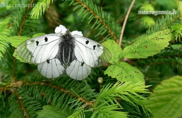 Clouded Apollo - Parnassius mnemosyne | Fotografijos autorius : Deividas Makavičius | © Macronature.eu | Macro photography web site