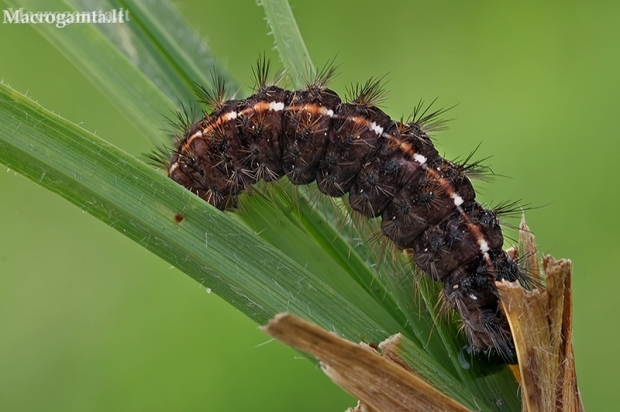 Pievinė meškutė - Diacrisia sannio, vikšras | Fotografijos autorius : Gintautas Steiblys | © Macronature.eu | Macro photography web site