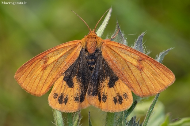 Clouded Buff - Diacrisia sannio ♂ | Fotografijos autorius : Žilvinas Pūtys | © Macronature.eu | Macro photography web site