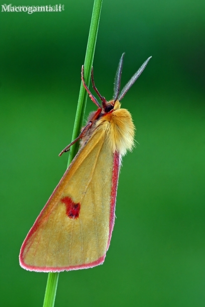 Clouded Buff - Diacrisia sannio | Fotografijos autorius : Gintautas Steiblys | © Macronature.eu | Macro photography web site