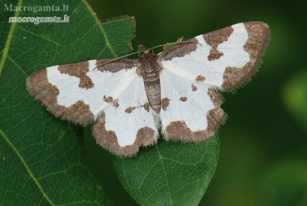 Clouded border - Lomaspilis marginata | Fotografijos autorius : Arūnas Eismantas | © Macronature.eu | Macro photography web site