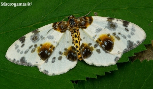 Clouded magpie - Abraxas sylvata | Fotografijos autorius : Romas Ferenca | © Macronature.eu | Macro photography web site