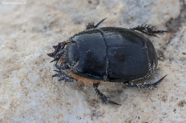 Clown Beetle - Pactolinus major | Fotografijos autorius : Gintautas Steiblys | © Macronature.eu | Macro photography web site