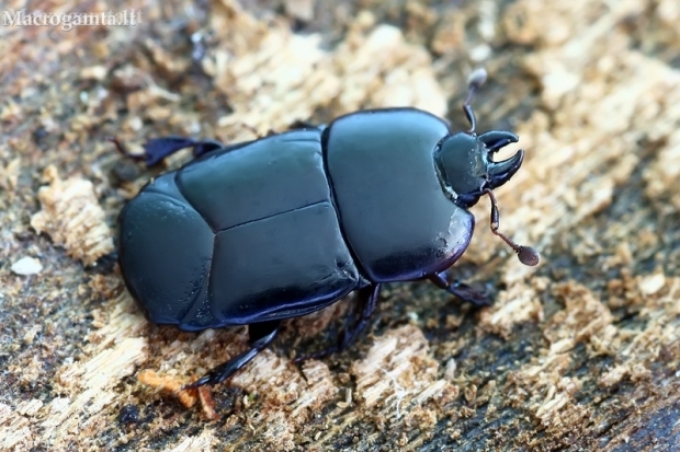 Clown beetle - Hololepta plana | Fotografijos autorius : Gintautas Steiblys | © Macronature.eu | Macro photography web site