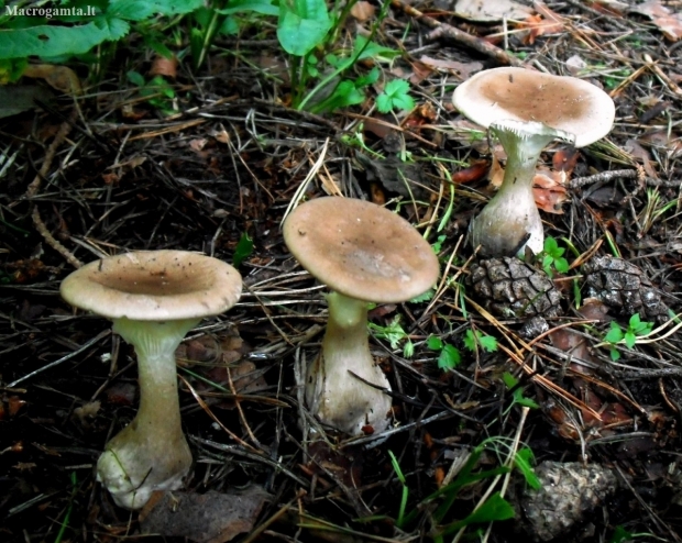 Club Foot - Ampulloclitocybe clavipes | Fotografijos autorius : Aleksandras Stabrauskas | © Macronature.eu | Macro photography web site