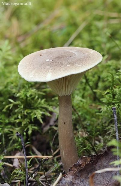 Club Foot - Ampulloclitocybe clavipes | Fotografijos autorius : Gintautas Steiblys | © Macronature.eu | Macro photography web site