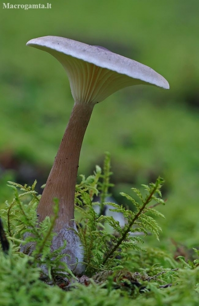 Club Foot - Ampulloclitocybe clavipes | Fotografijos autorius : Gintautas Steiblys | © Macronature.eu | Macro photography web site