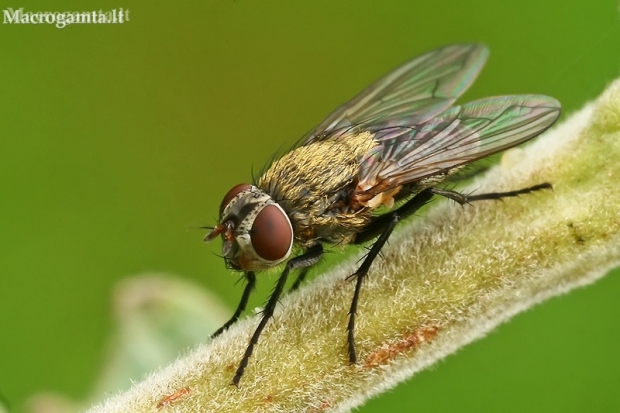 Pilkoji lavonmusė - Pollenia sp.  | Fotografijos autorius : Gintautas Steiblys | © Macronature.eu | Macro photography web site