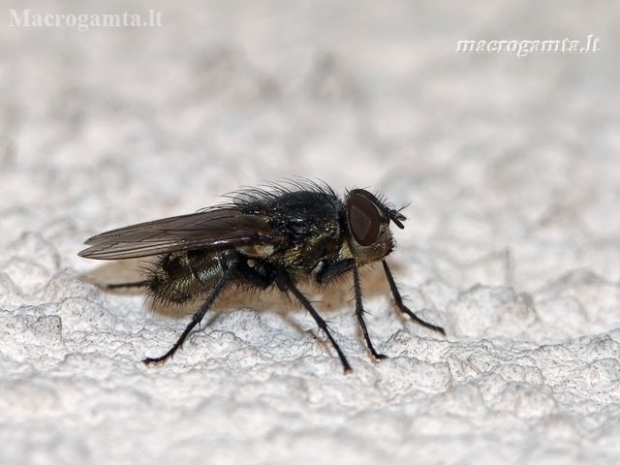 Pilkoji lavonmusė - Pollenia sp.  | Fotografijos autorius : Darius Baužys | © Macronature.eu | Macro photography web site