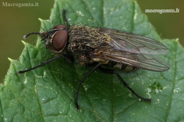 Pilkoji lavonmusė - Pollenia sp.  | Fotografijos autorius : Gintautas Steiblys | © Macronature.eu | Macro photography web site