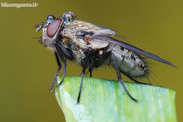 Pilkoji lavonmusė - Pollenia sp. | Fotografijos autorius : Arūnas Eismantas | © Macronature.eu | Macro photography web site