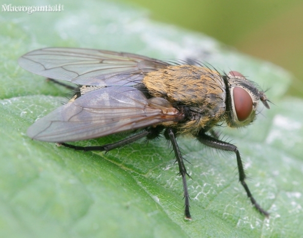 Pilkoji lavonmusė - Pollenia sp. | Fotografijos autorius : Gediminas Gražulevičius | © Macronature.eu | Macro photography web site