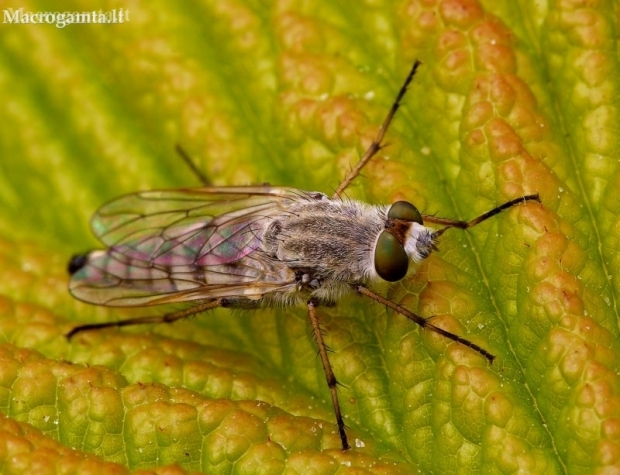 Pentinuotė - Acrosathe annulata | Fotografijos autorius : Romas Ferenca | © Macronature.eu | Macro photography web site