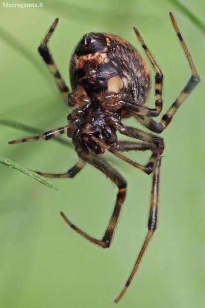 Cobweb spider - Parasteatoda tabulata ♀ | Fotografijos autorius : Gintautas Steiblys | © Macronature.eu | Macro photography web site