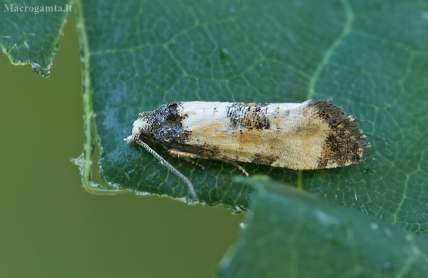 Daginis siaurasparnis lapsukis - Cochylis dubitana | Fotografijos autorius : Gintautas Steiblys | © Macrogamta.lt | Šis tinklapis priklauso bendruomenei kuri domisi makro fotografija ir fotografuoja gyvąjį makro pasaulį.