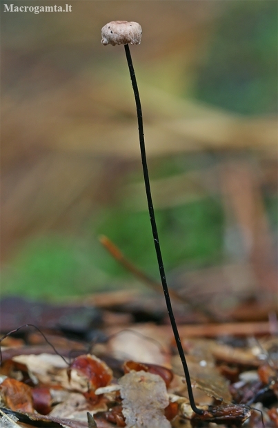 Apykaklėtasis mažūnis - Marasmius rotula  | Fotografijos autorius : Gintautas Steiblys | © Macronature.eu | Macro photography web site