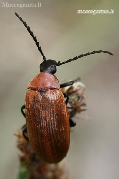 Comb-clawed Darkling Beetle - Pseudocistela ceramboides  | Fotografijos autorius : Gintautas Steiblys | © Macronature.eu | Macro photography web site